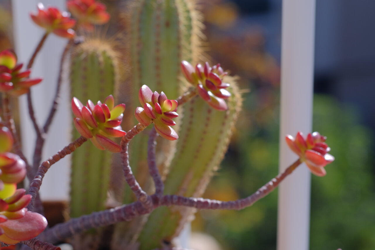 NONO2566.JPG NONO2566.JPG