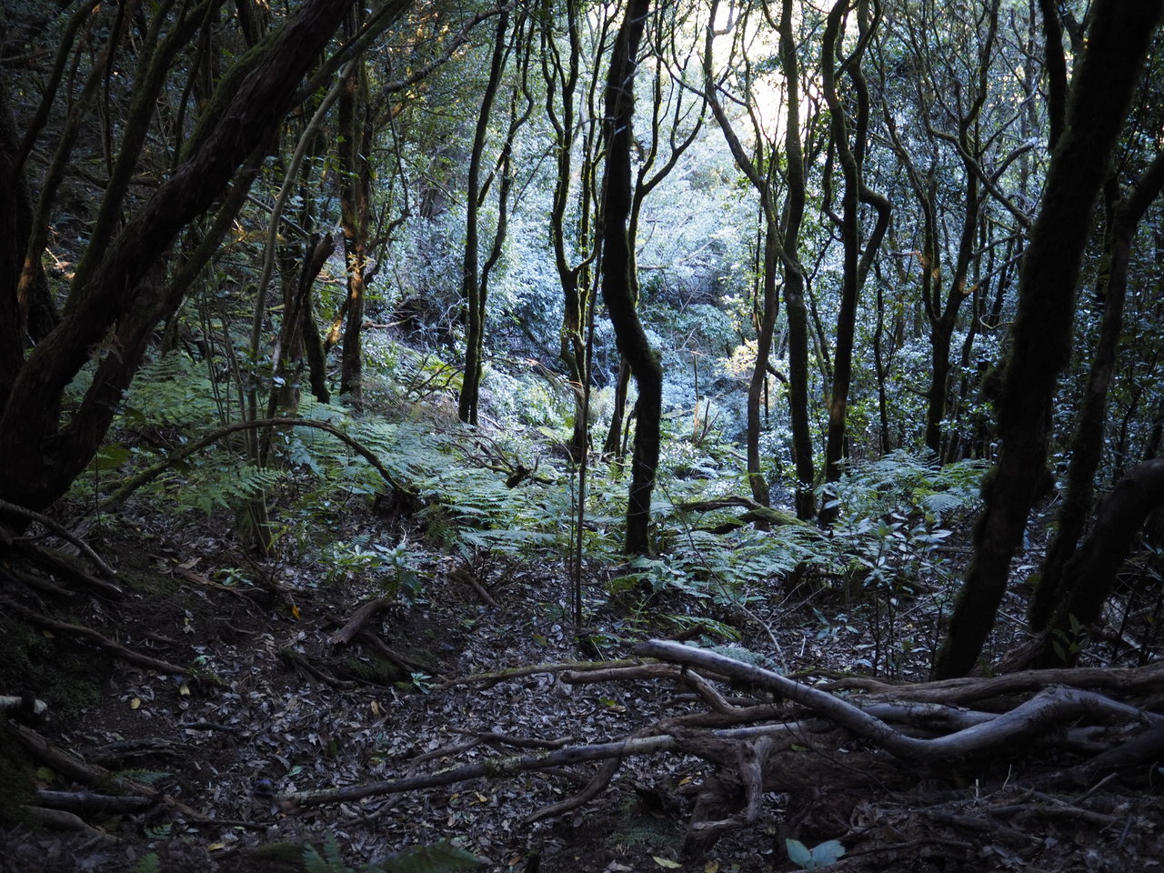 Bosque de Anaga