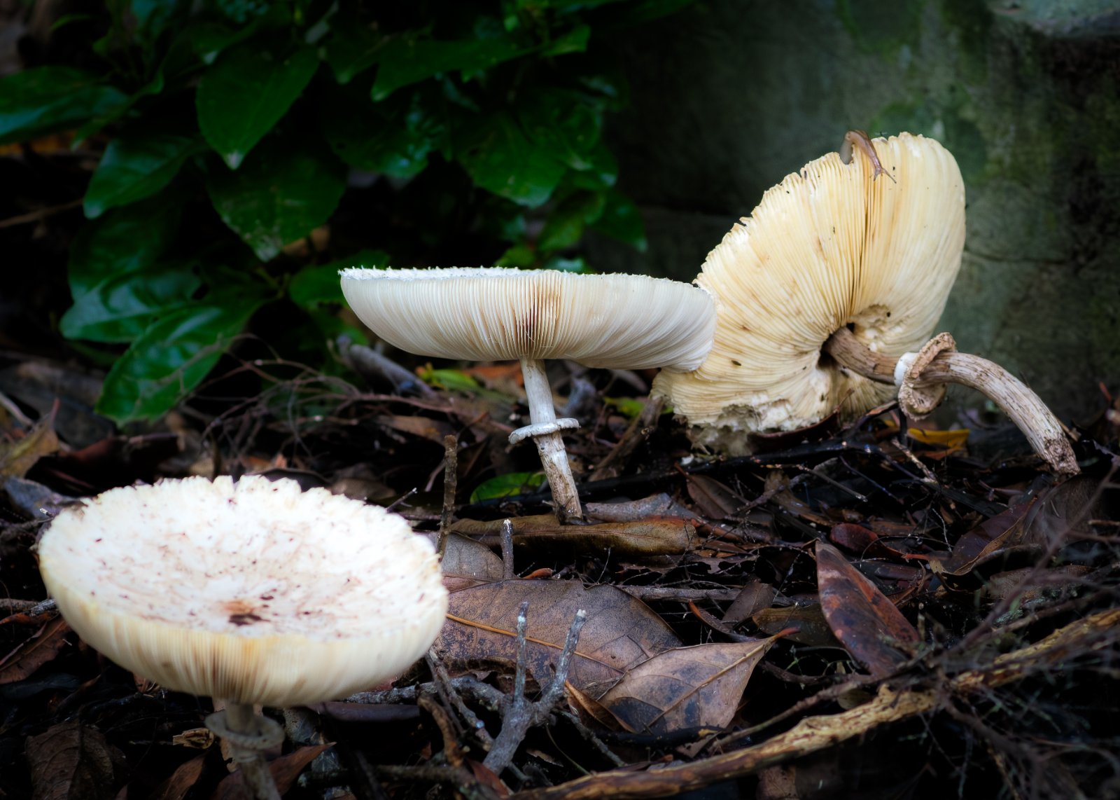 Olympus OM 85mm f2 - 102025-4.jpg