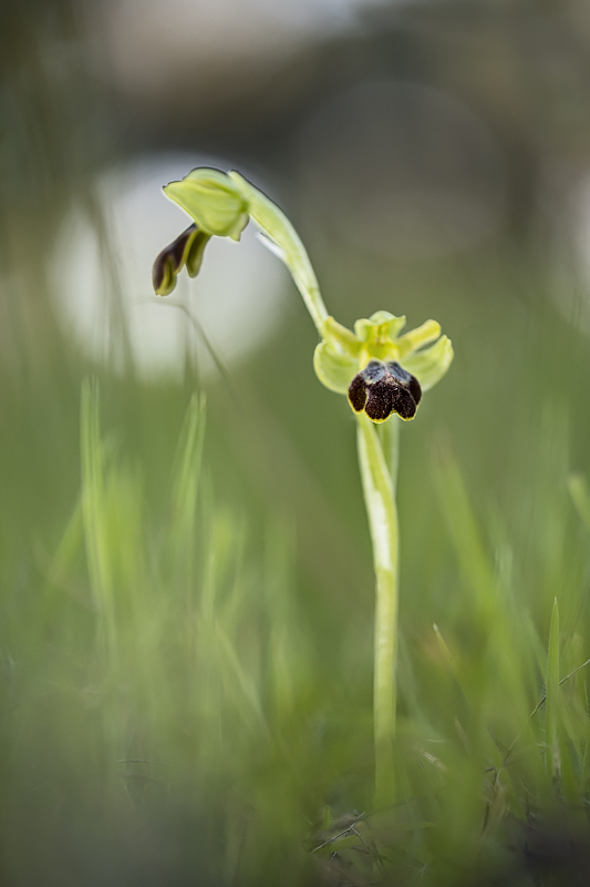 ophrys-fusca-primeras-2021.jpg