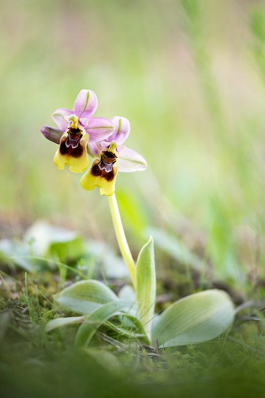 ophrys tenthredinifera parejita 2020.jpg