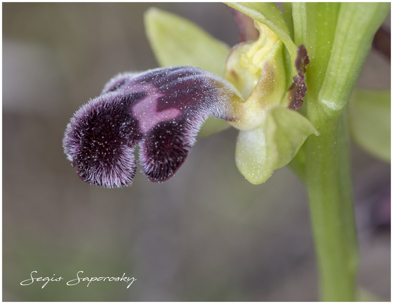 Orquídea abeja.