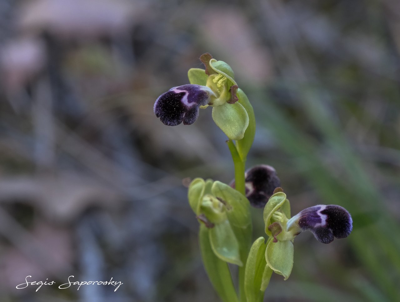 Orquídea abeja negra.jpg