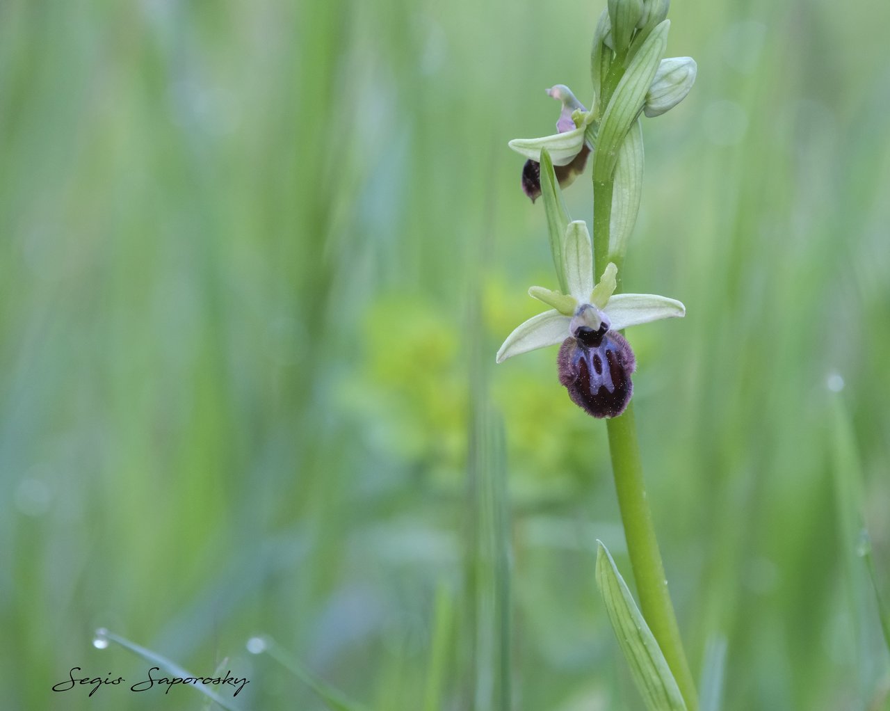 Orquídea Flor de la araña, Arañera (Ophrys incubacea).jpg