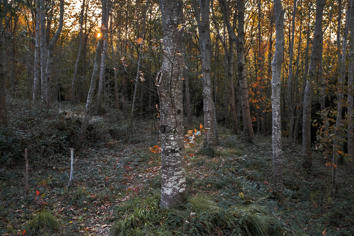 otoñales7web.jpg