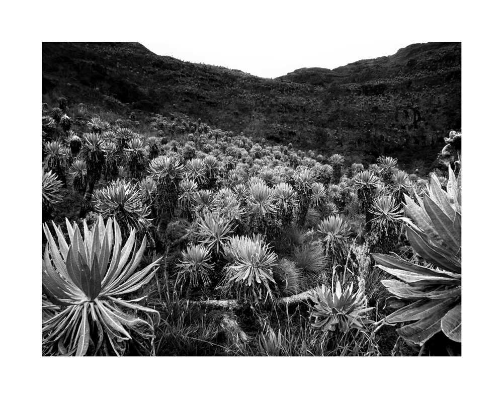 Pradera de Frailejones (X-E1 18-55mm)