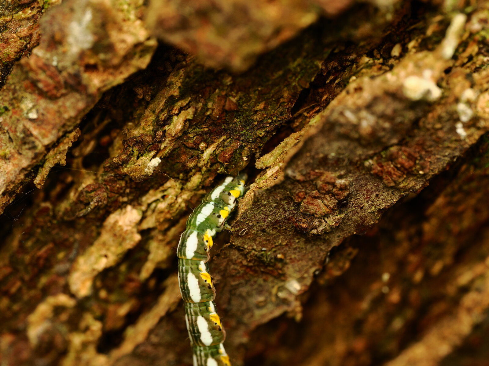 PA050750.JPG