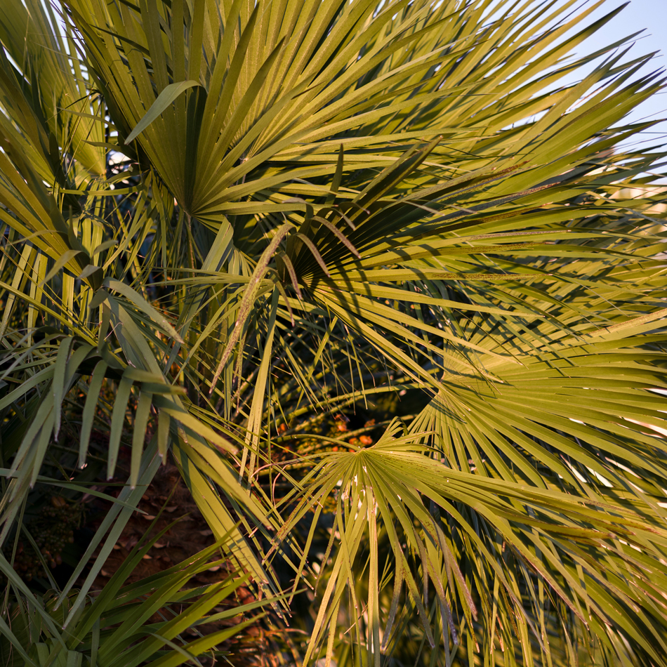 Palmera. San Sebastián. 2021