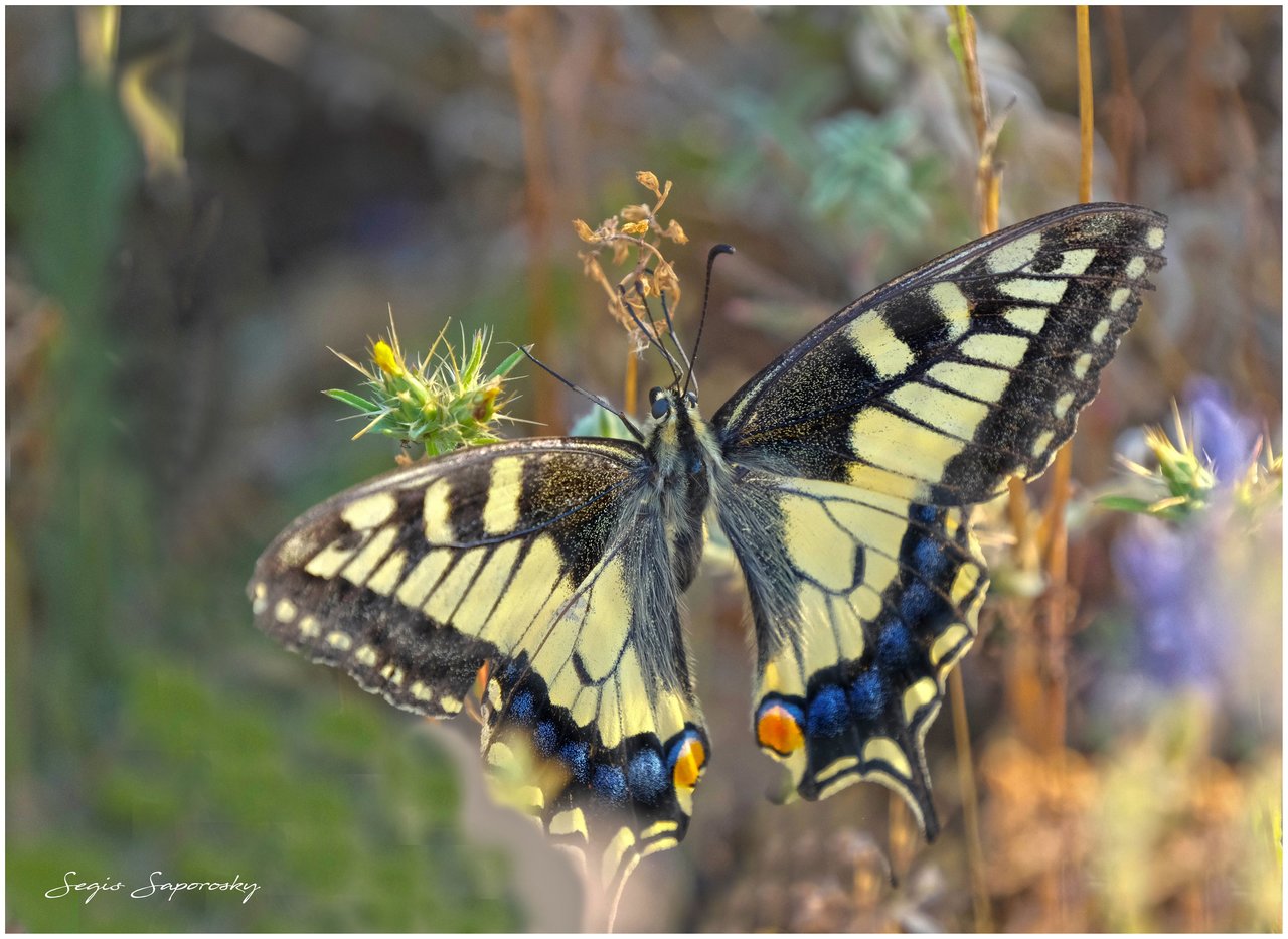 Papilio machaon.jpg