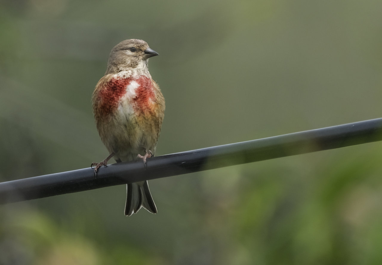 Pardillo macho 2.jpg