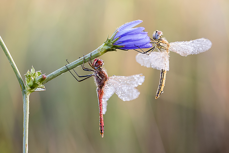 pareja de libelulas en flor morada 2020.jpg