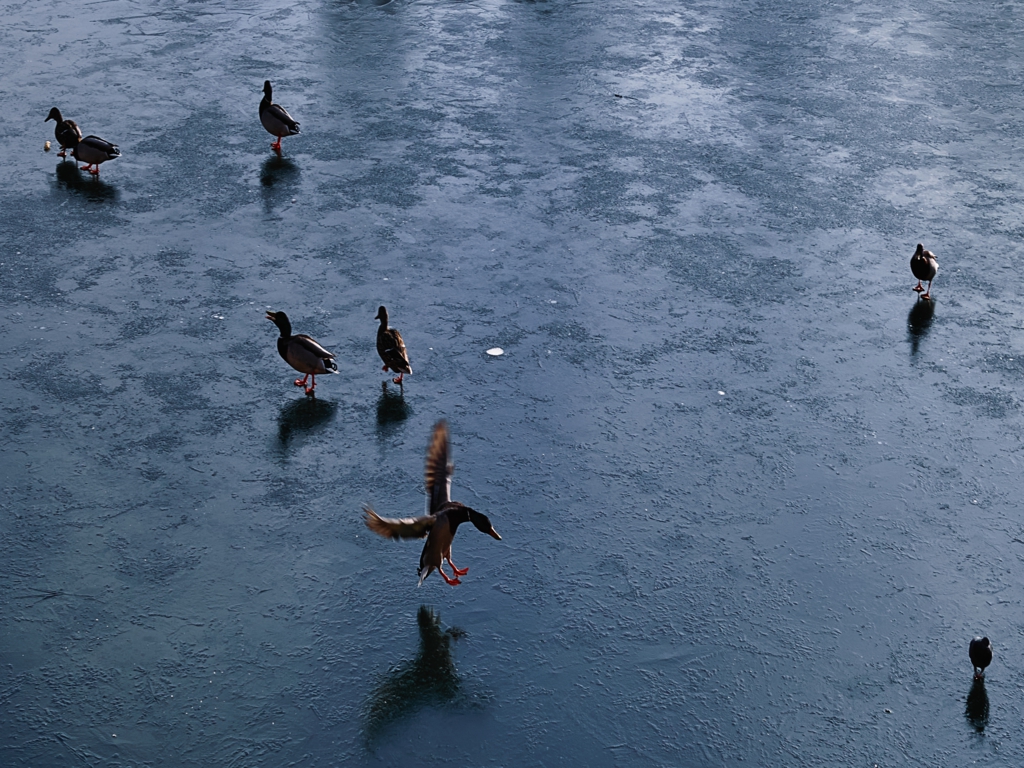 Pato aterrizando pista hielo y Canal rio