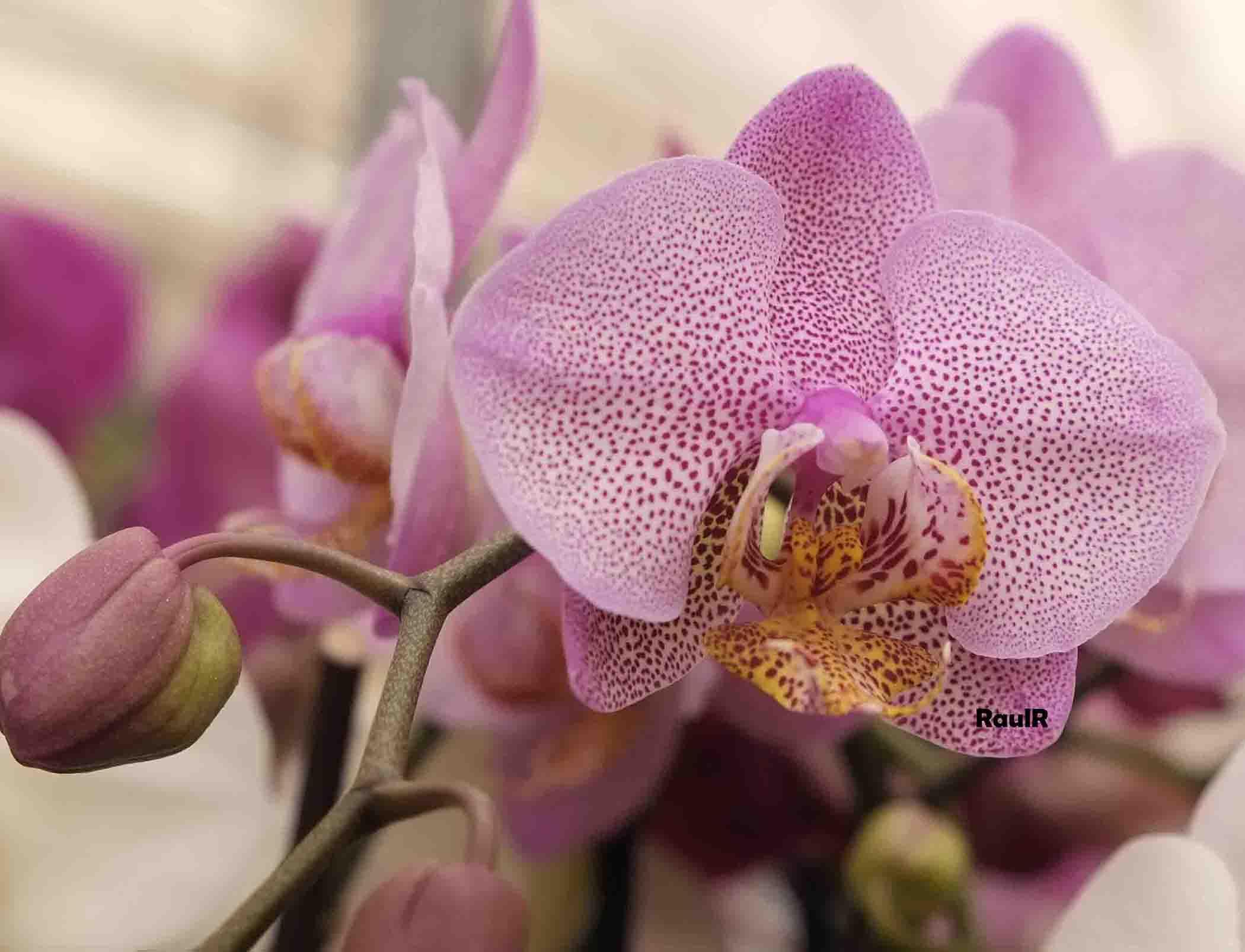 Phalaenopsis