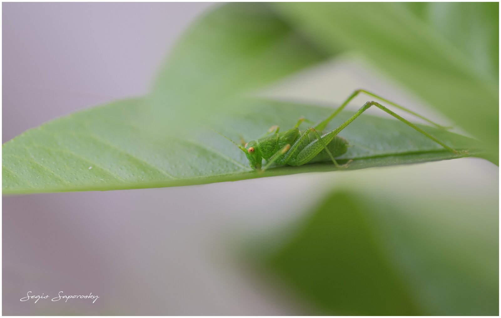 Phaneroptera nana.jpg