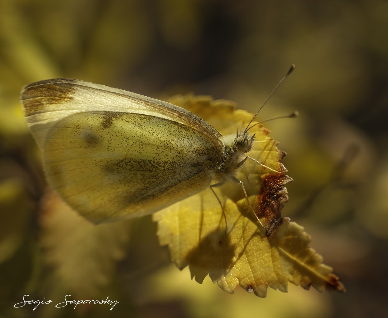 Pieris brassicae.