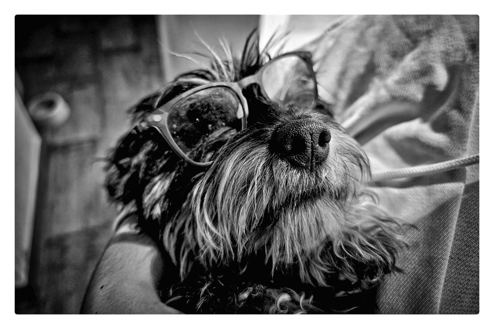 pipa gafas-2.jpg