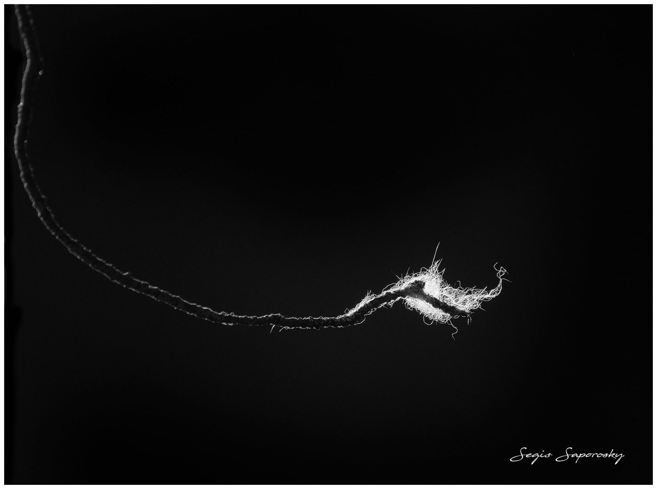 PLUMA A CONTRALUZ.jpg
