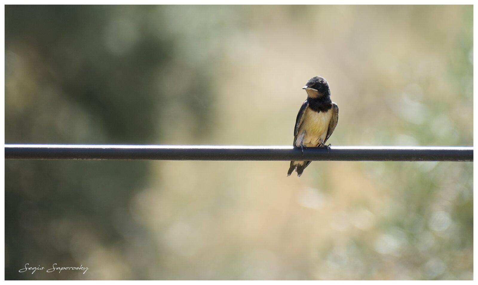 Pollito de Golondrina.jpg