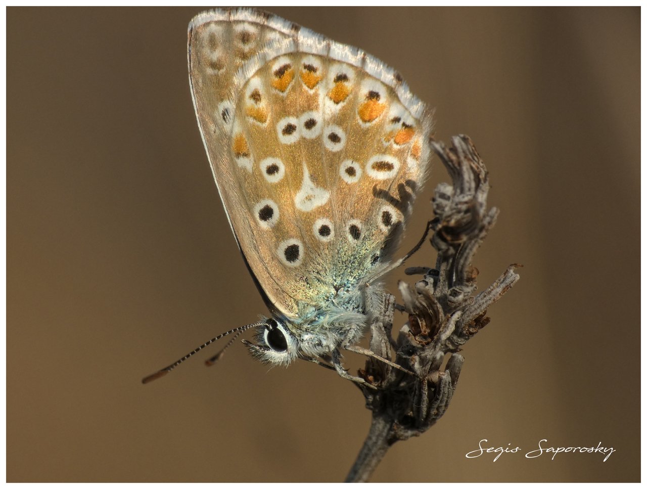 Polyommatus icarus (Mariposa)