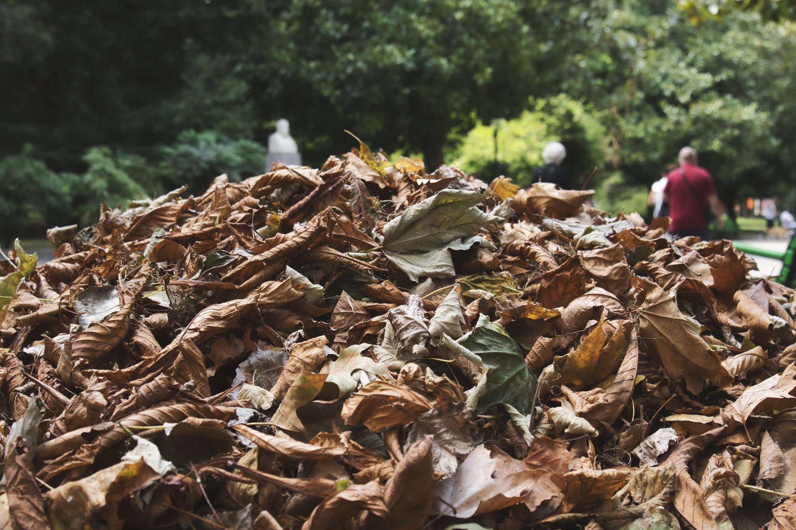 Preparando el otoño_Alolo García.jpg