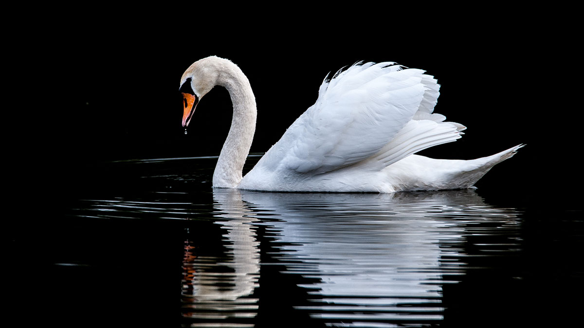 Cisne reflejos