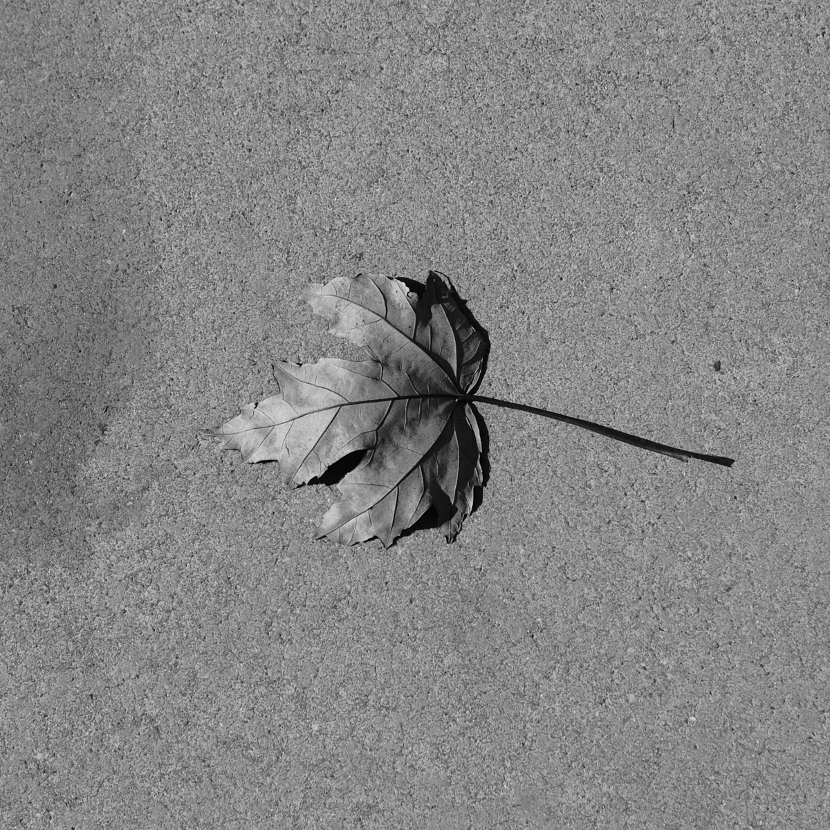 reto52semana41.jpg