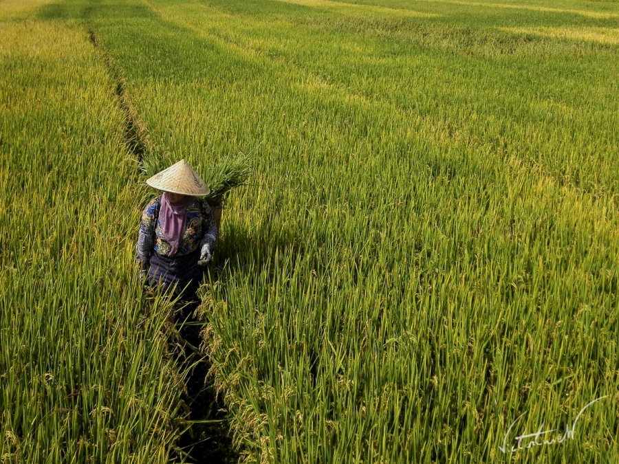 Rice Farmer.JPG