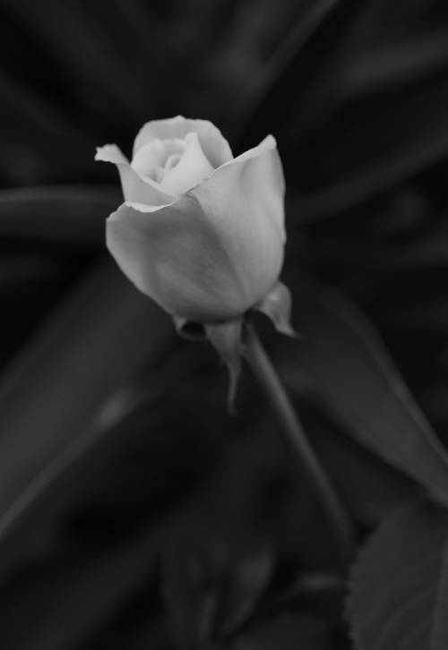 Rosa en blanco y negro.