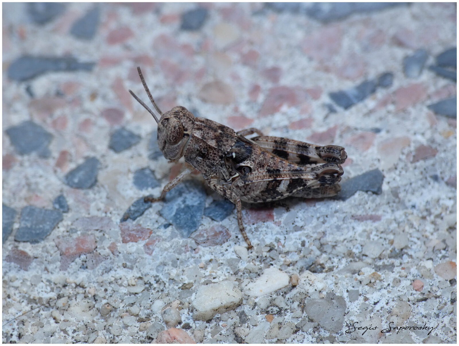 Saltamontes.jpg