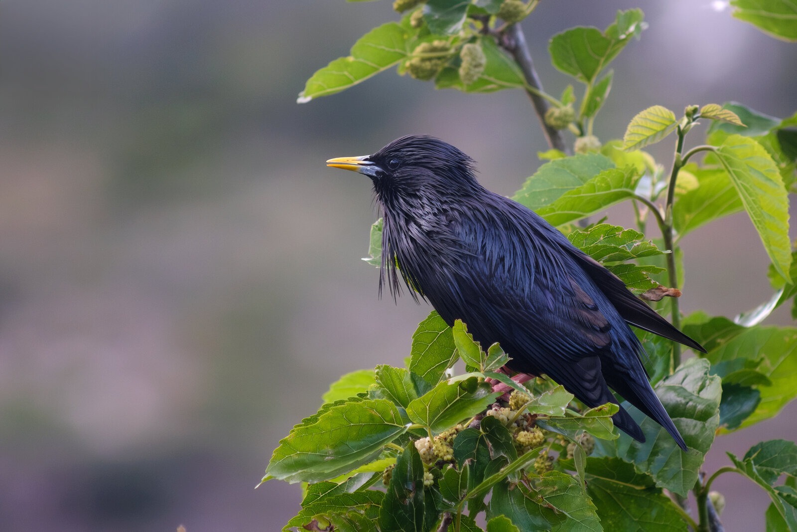 Sturnus-unicolor.jpg