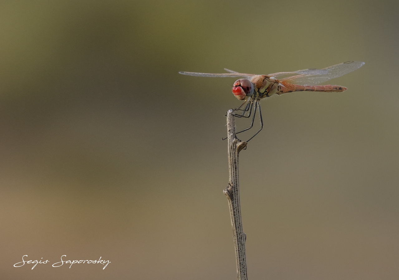 Sympetrum fonscolombii...