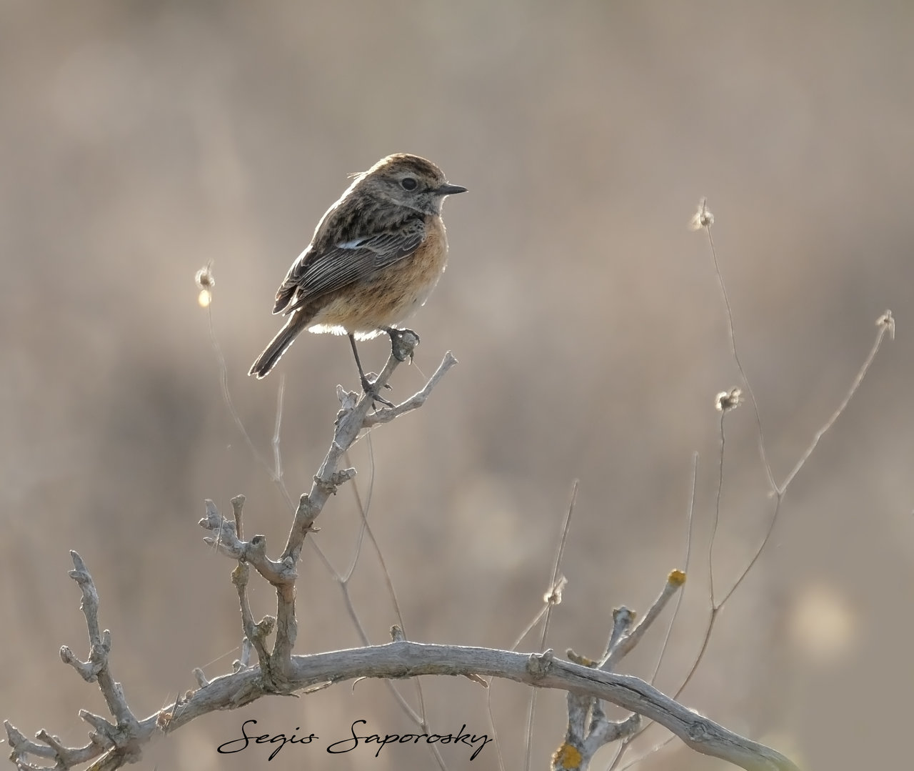 Tarabilla europea