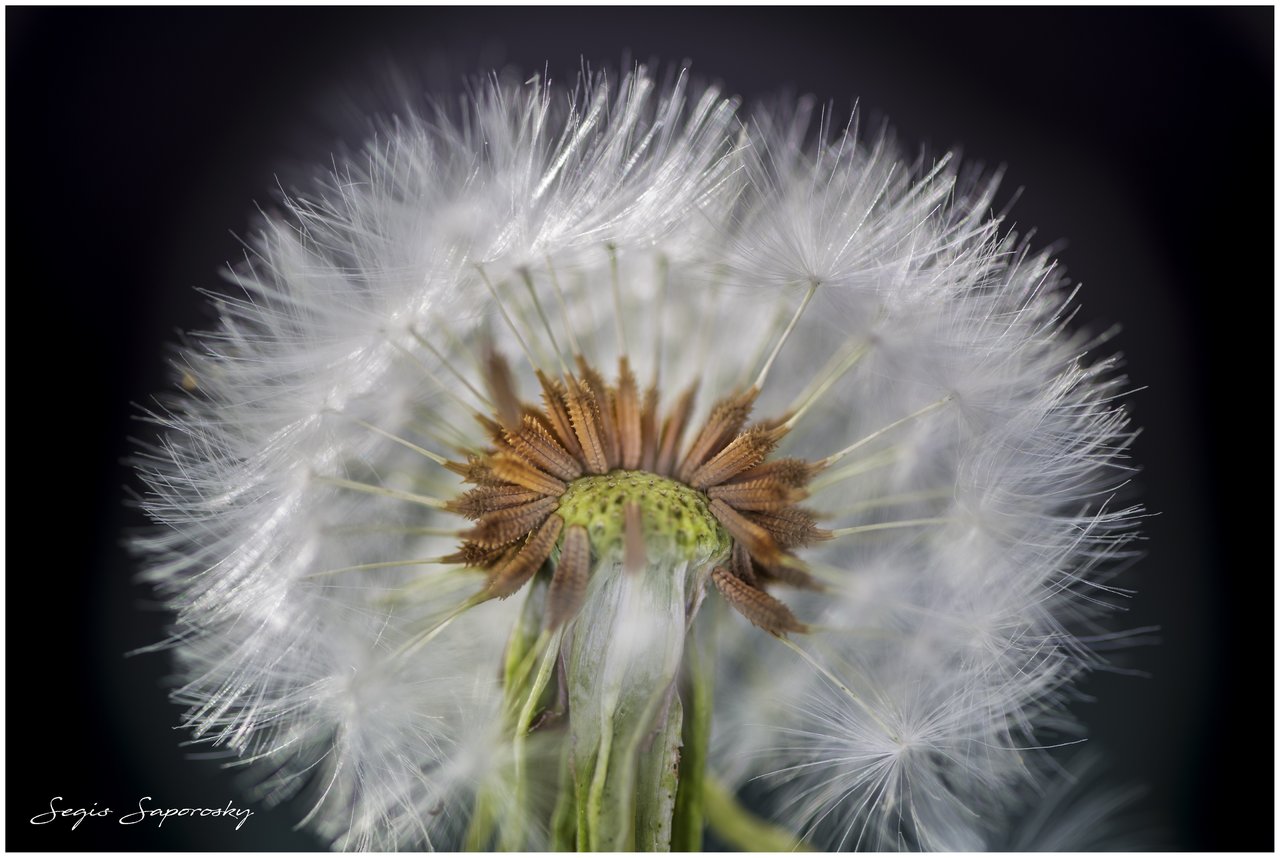 Taraxacum