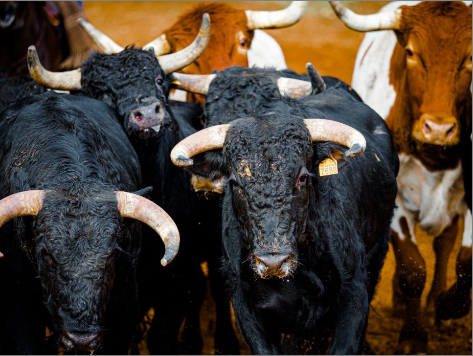 toros.JPG