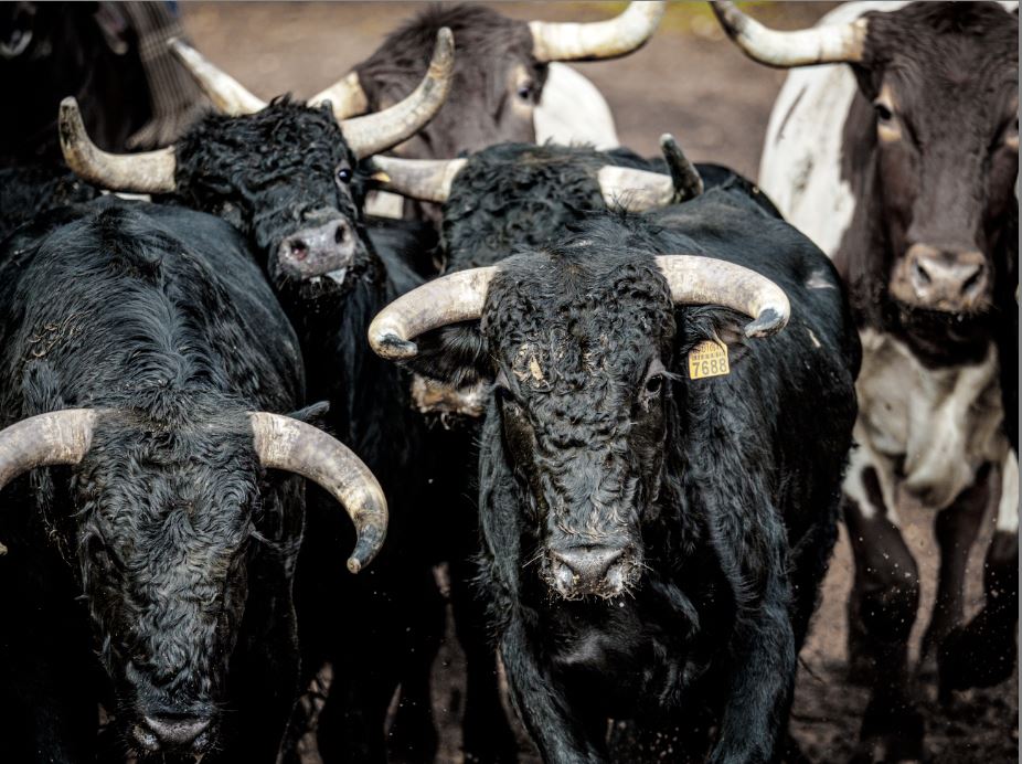 toros.JPG