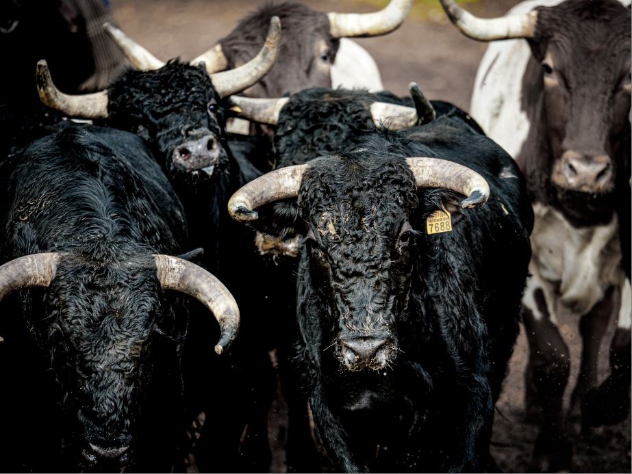 toros.JPG