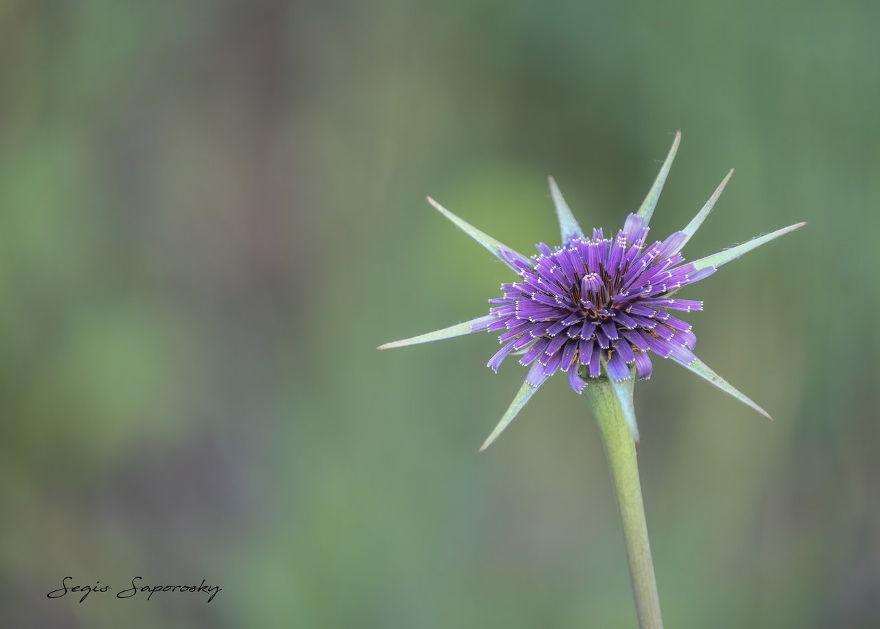 Tragopodon porrifolius.jpg