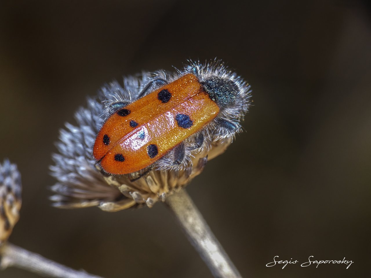 Escarabajo trichodes