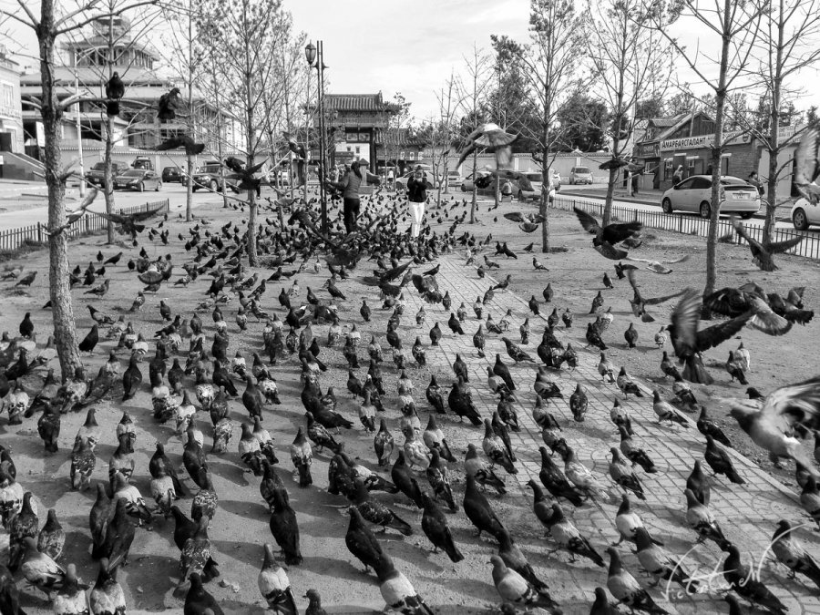 Ulan Ude Pigeons.JPG