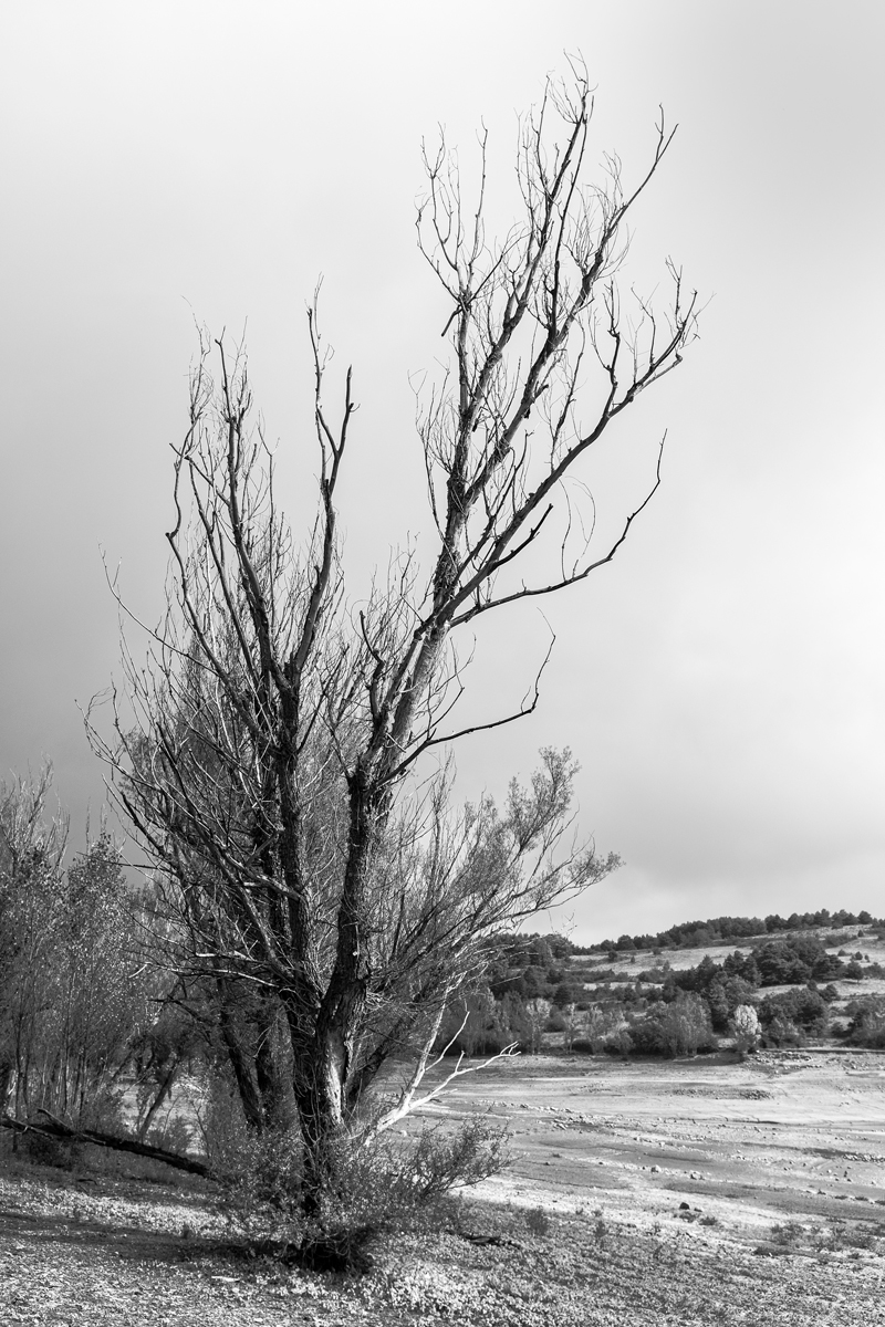 Un árbol. 2020