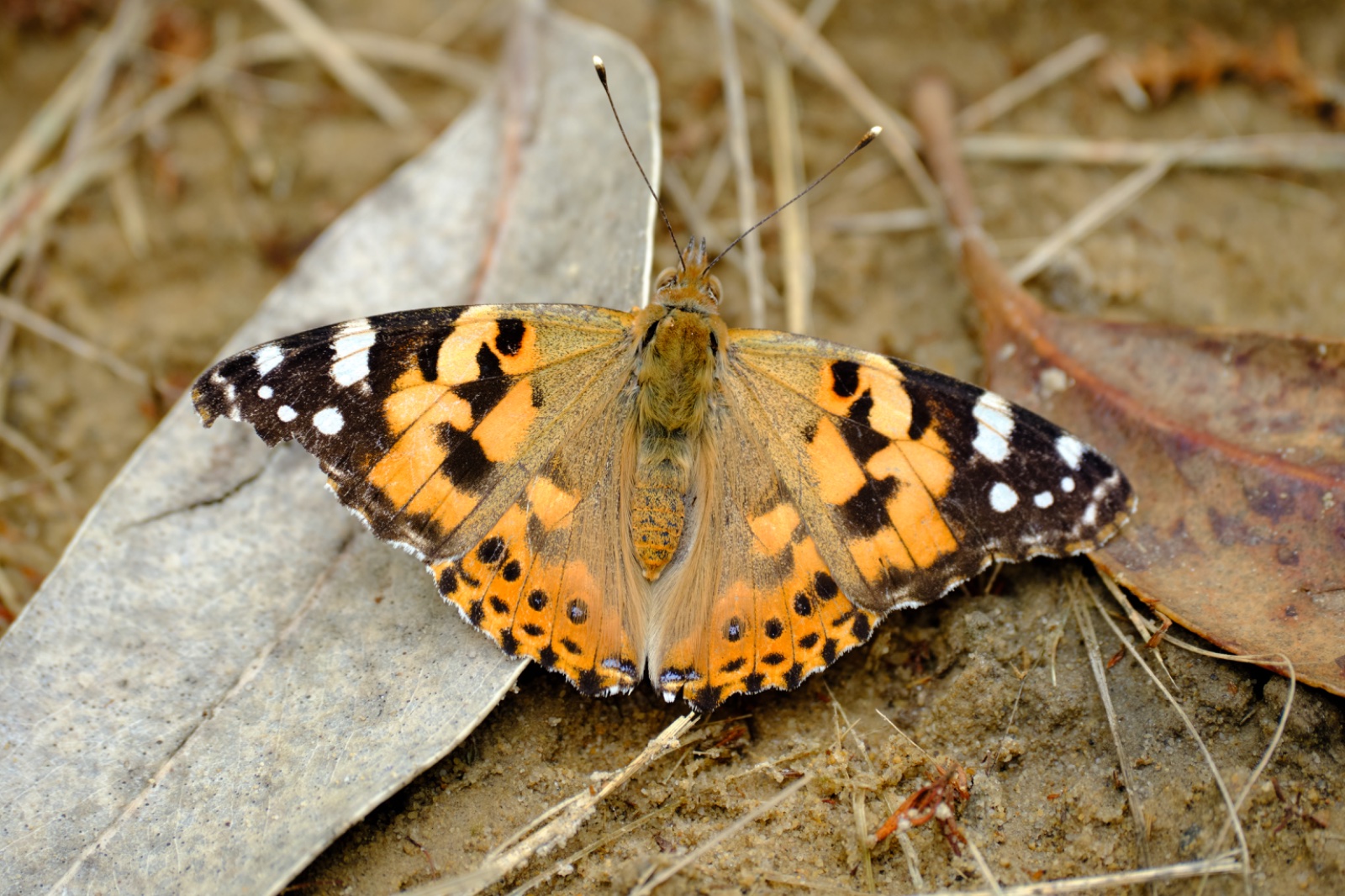 Vanessa Cardui 2.jpg