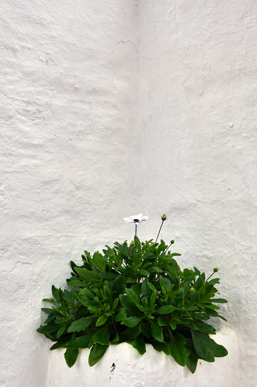 Verde sobre blanco.jpg