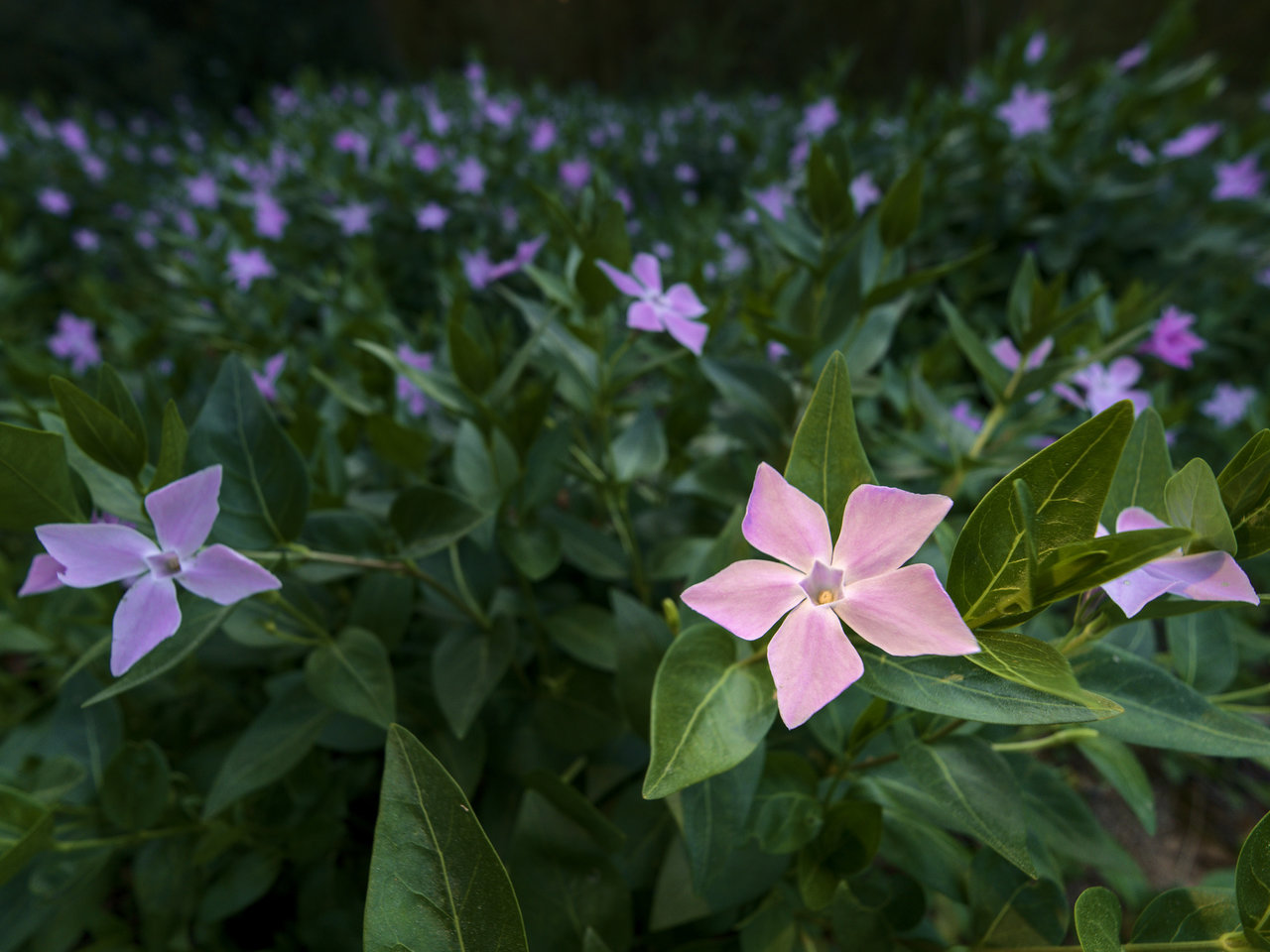 Vinca