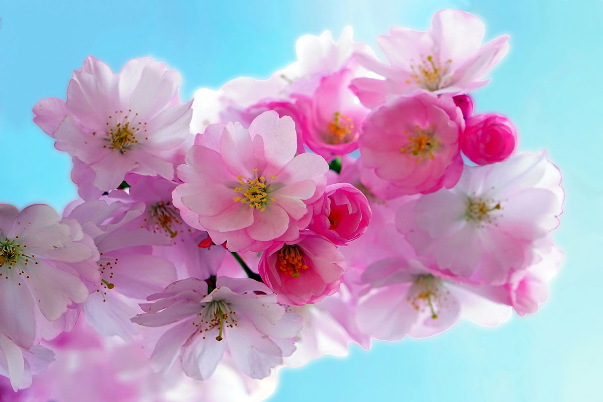 Flores de cerezo