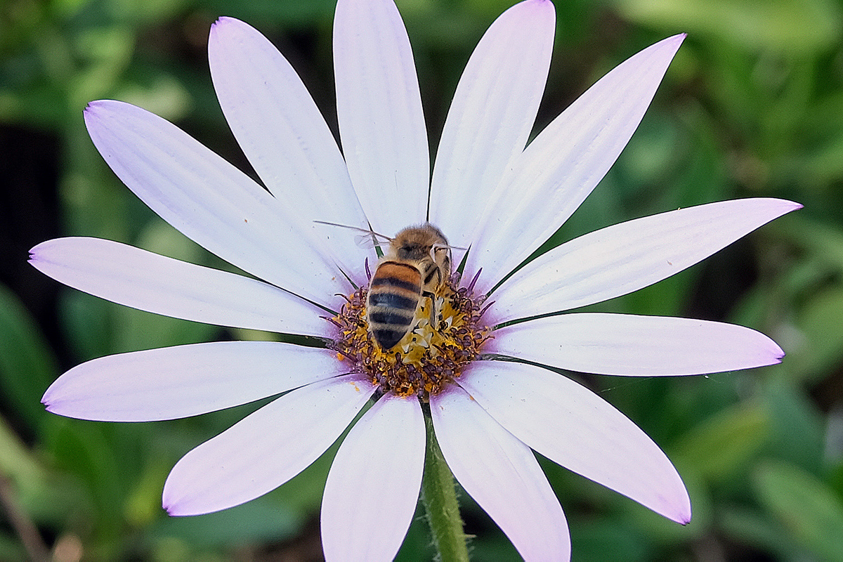 Abeja floreando