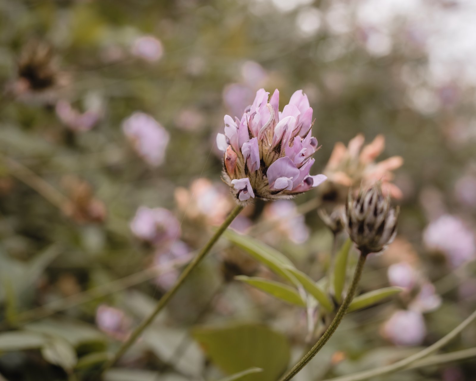 XT2+Rokkor35mm-5.jpg