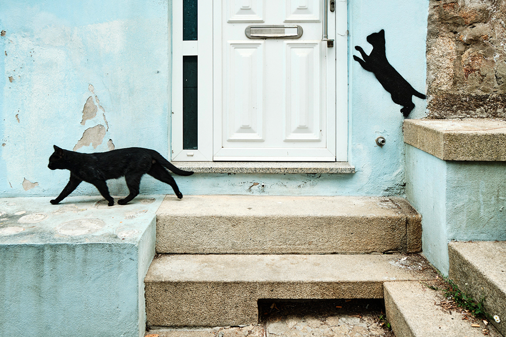 La casa de los gatos negros