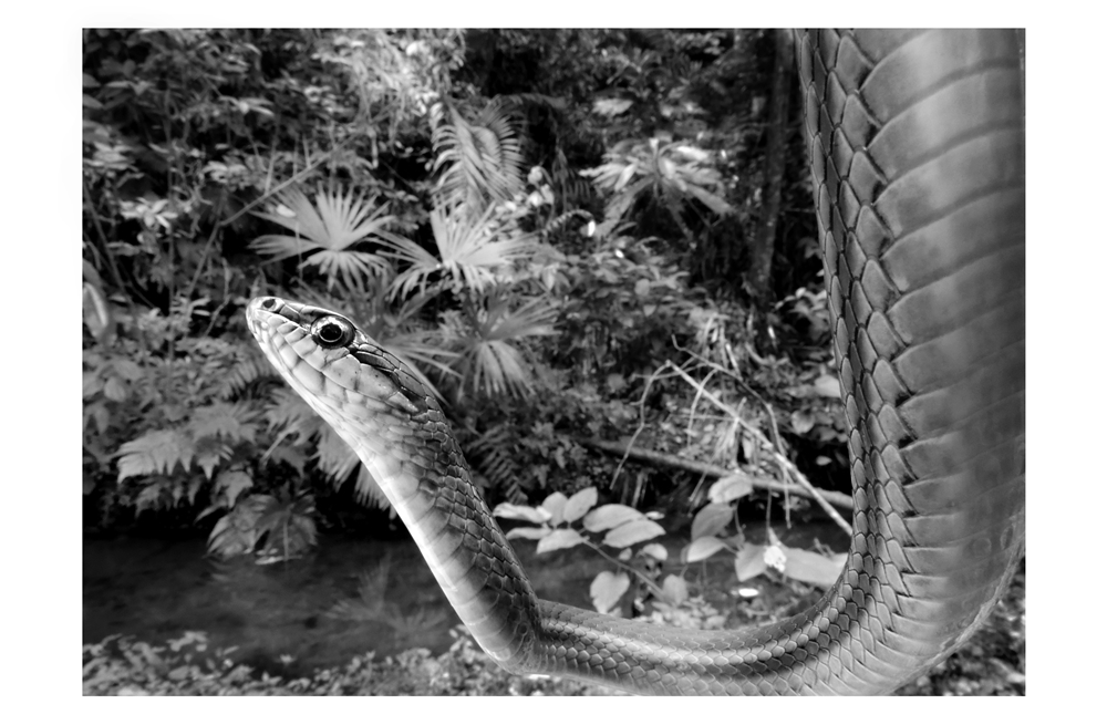 Serpiente en la selva de Gamboa