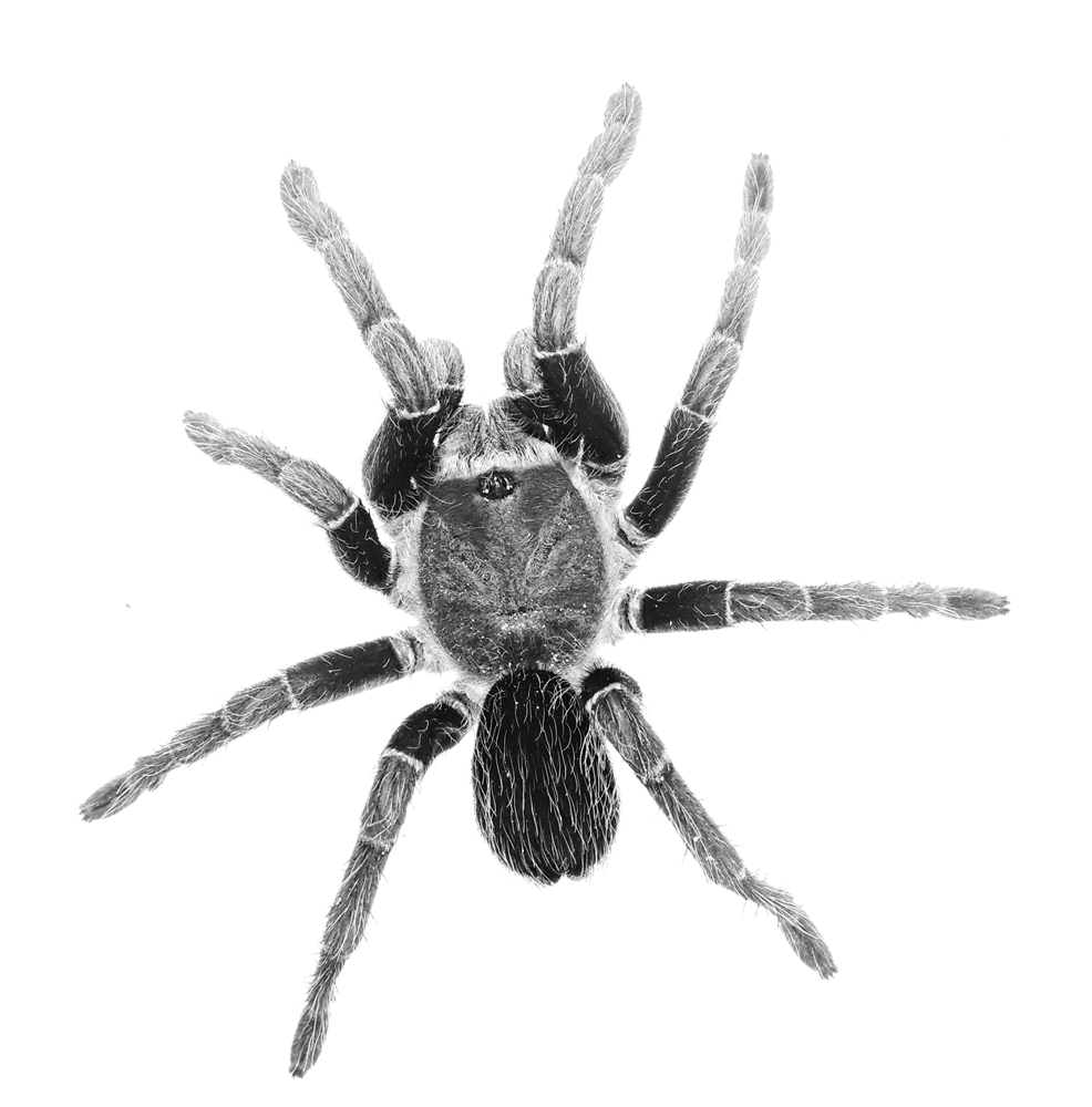 Tarantula