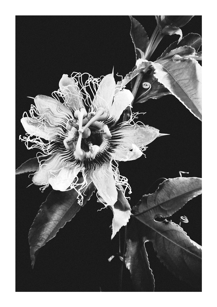 Flor de la pasiòn (Passiflora)